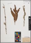 Foto von Salix cinerea L. x Salix viminalis L.